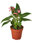 Anthurium 'Purple' - Planty Love Co