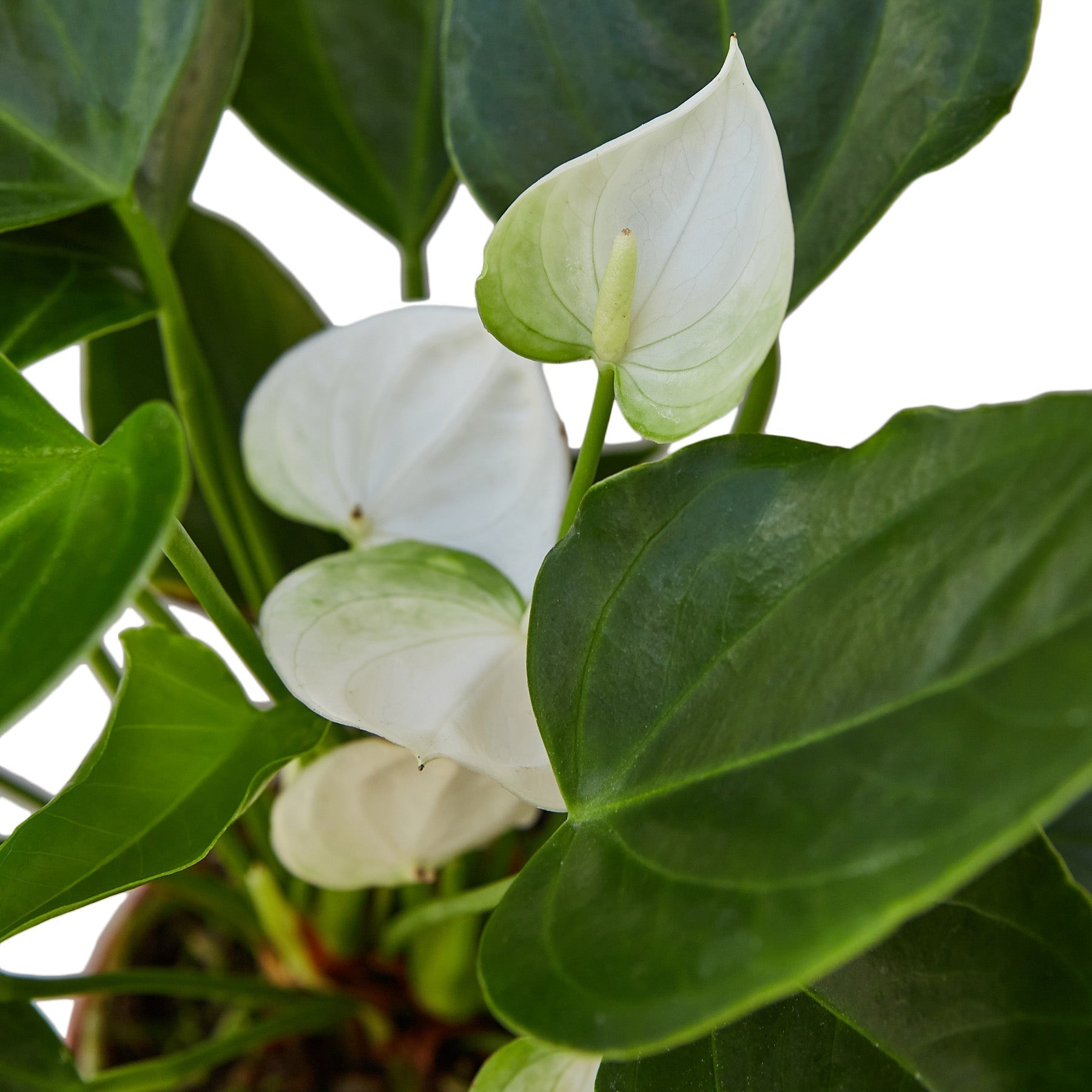 Anthurium 'White' - Planty Love Co