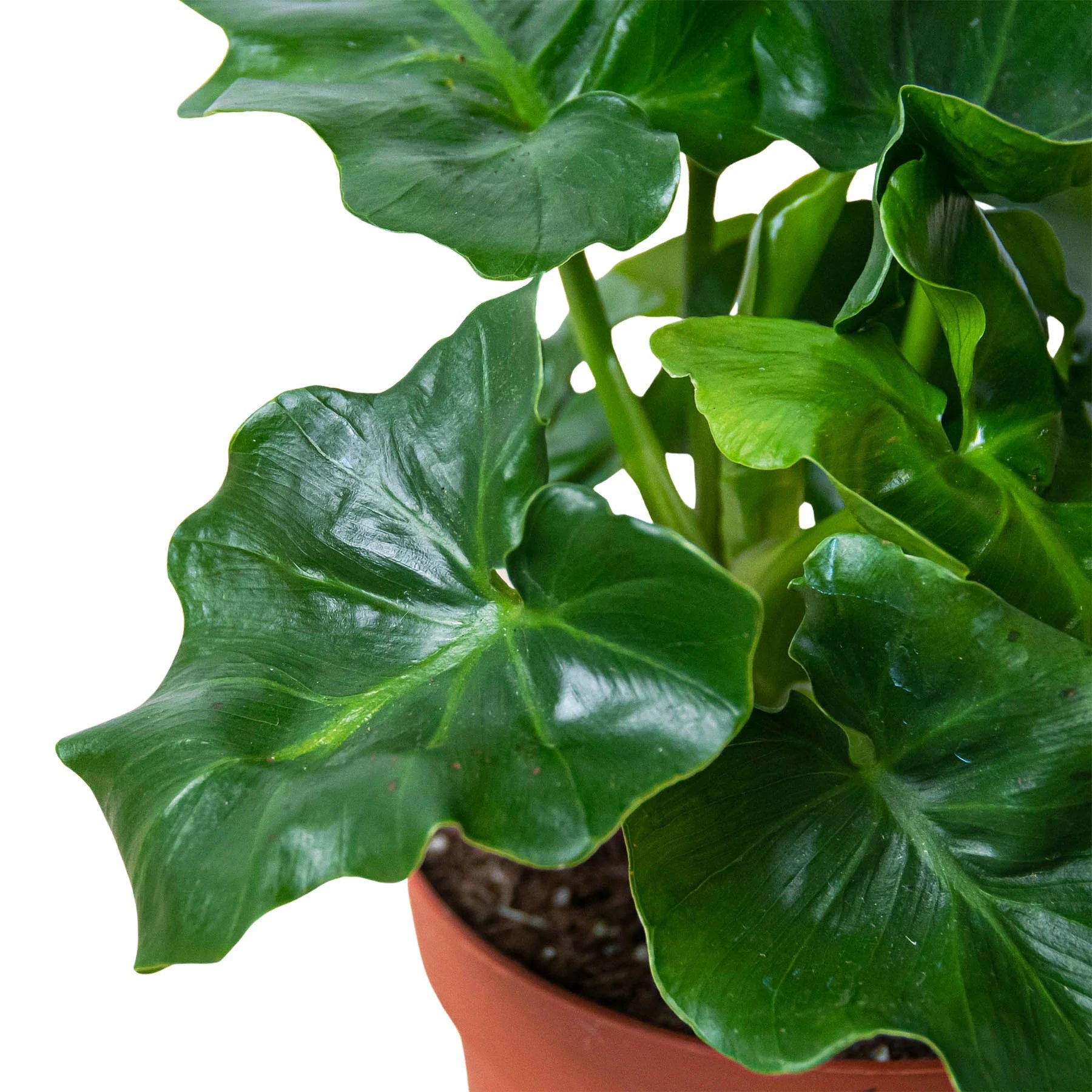 Philodendron 'Atom' - Planty Love Co