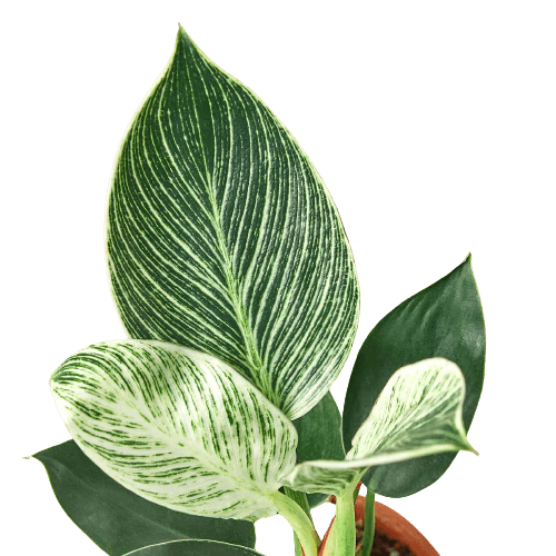 Philodendron 'Birkin' - Planty Love Co