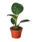 Philodendron 'Congo Rojo' - Planty Love Co