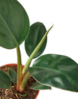 Philodendron 'Congo Rojo' - Planty Love Co