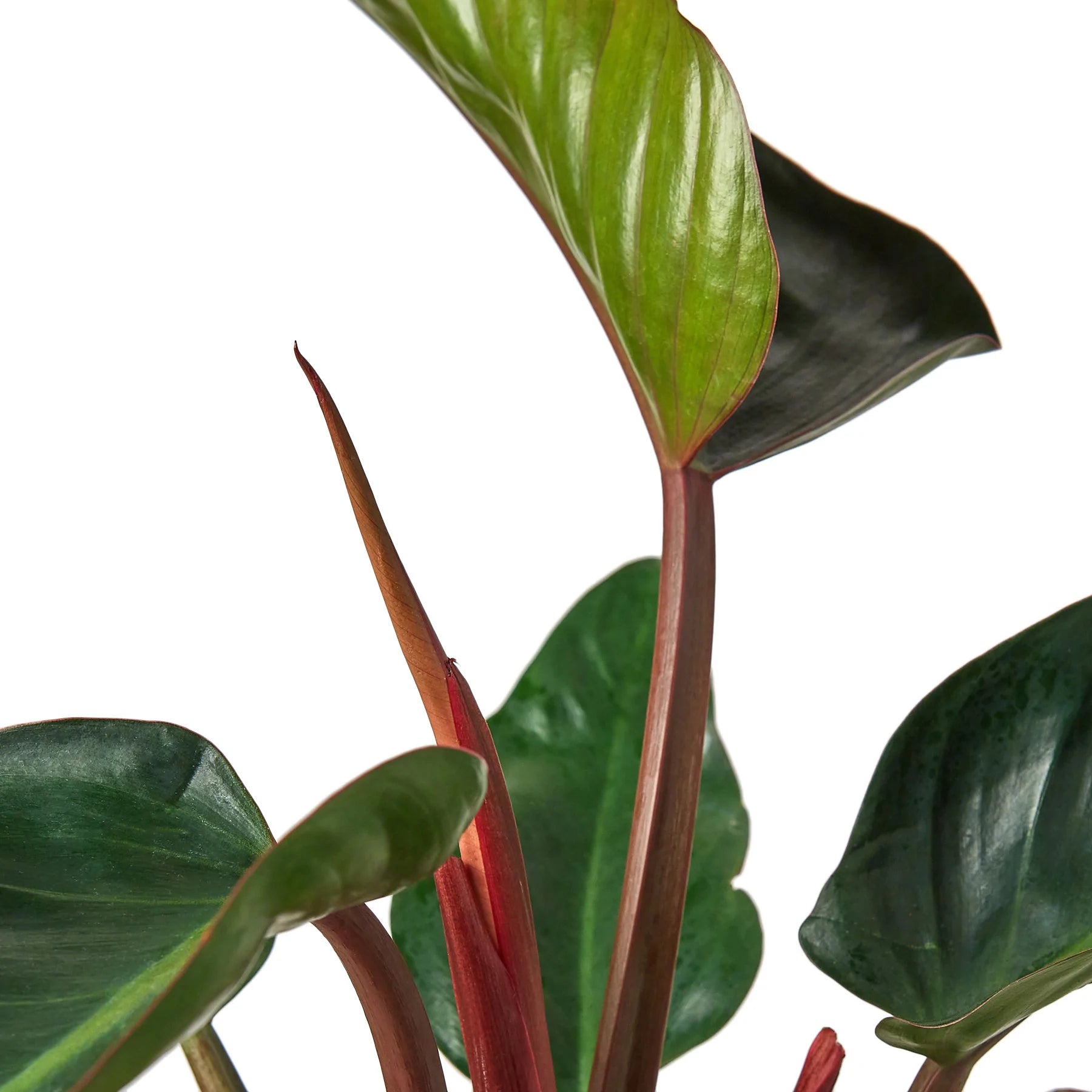 Philodendron 'Congo Rojo' - Planty Love Co