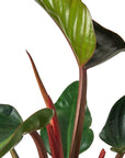 Philodendron 'Congo Rojo' - Planty Love Co