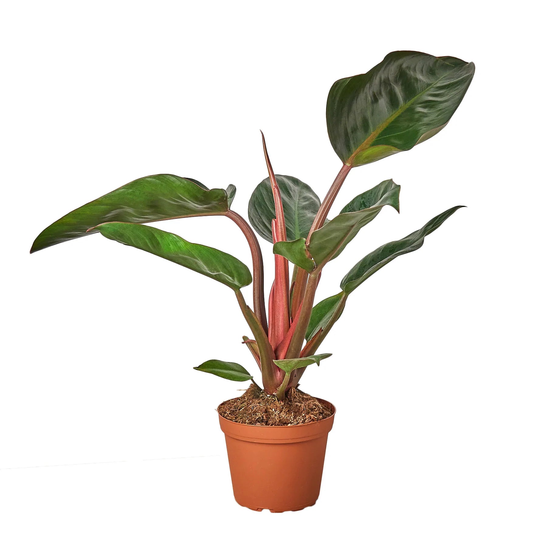 Philodendron 'Congo Rojo' - Planty Love Co