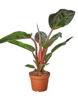 Philodendron 'Congo Rojo' - Planty Love Co