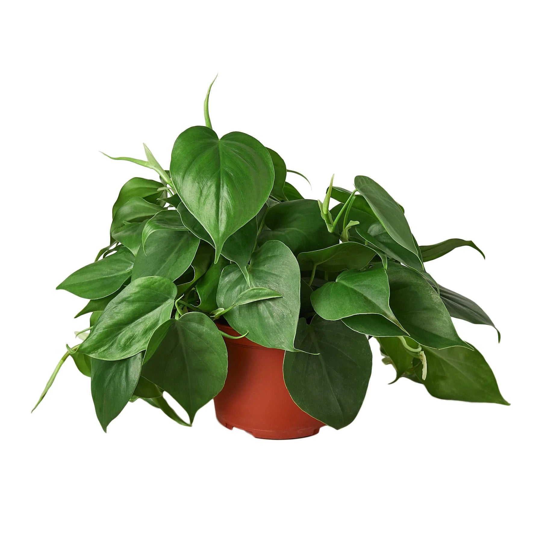 Philodendron Cordatum Heartleaf - Planty Love Co