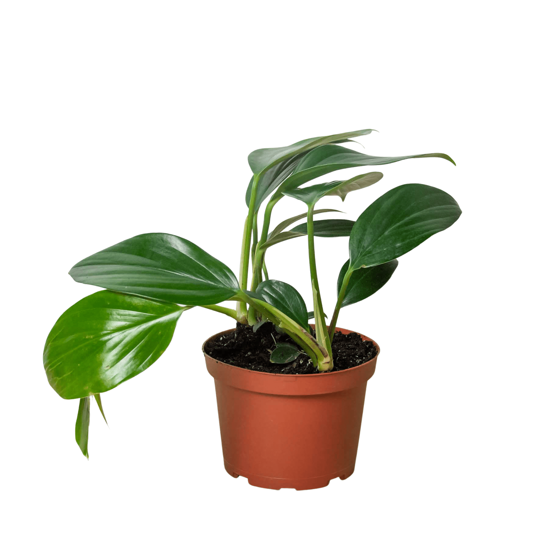 Philodendron 'Dragon Tail' - Planty Love Co