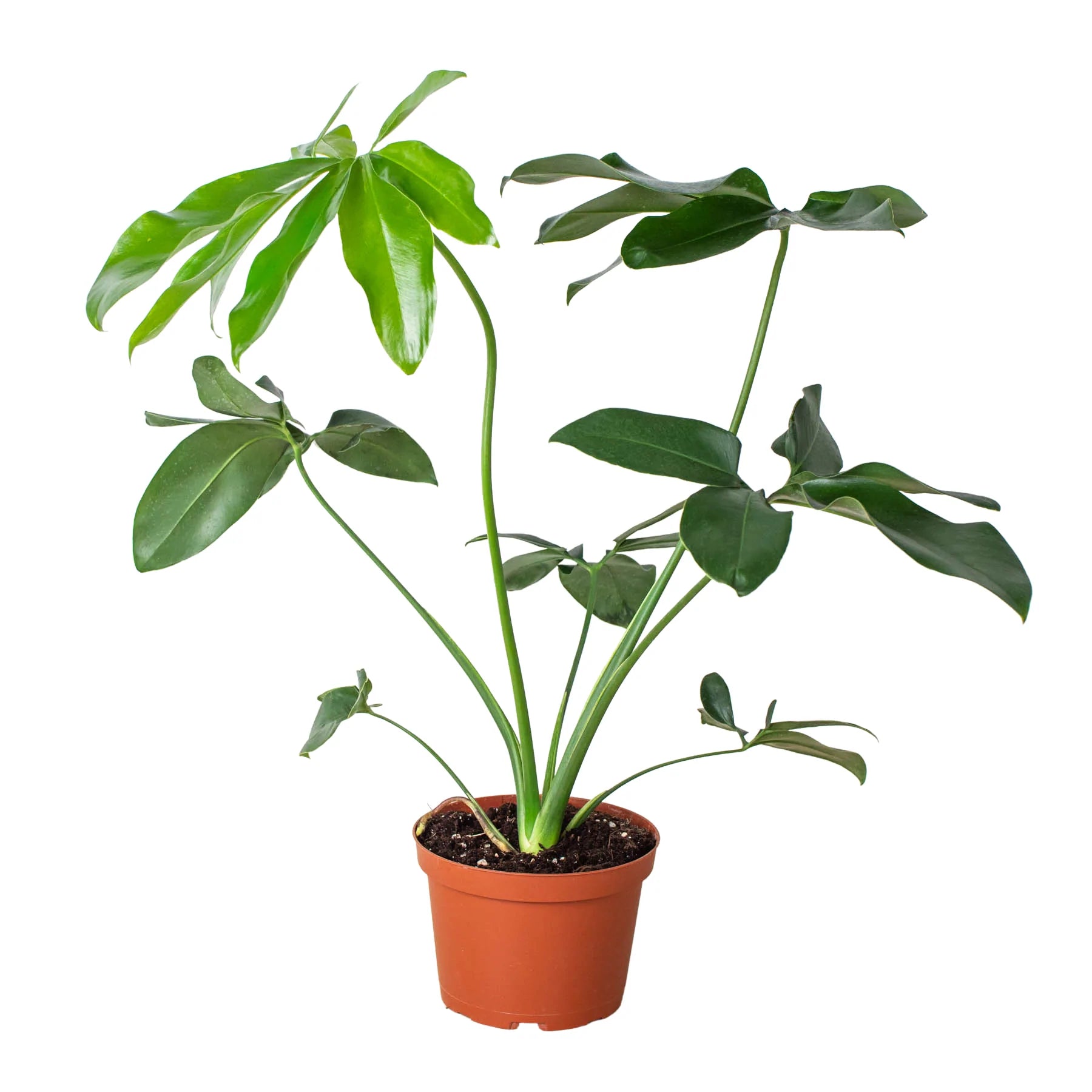 Philodendron 'Goeldii' - Planty Love Co