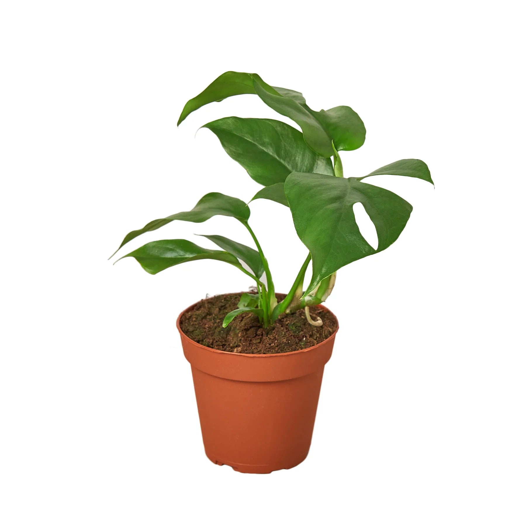 Philodendron Mini Monstera Minima - Planty Love Co