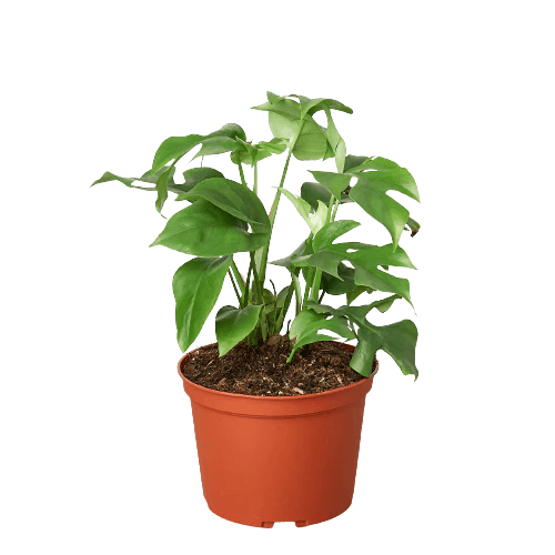 Philodendron Mini Monstera Minima - Planty Love Co