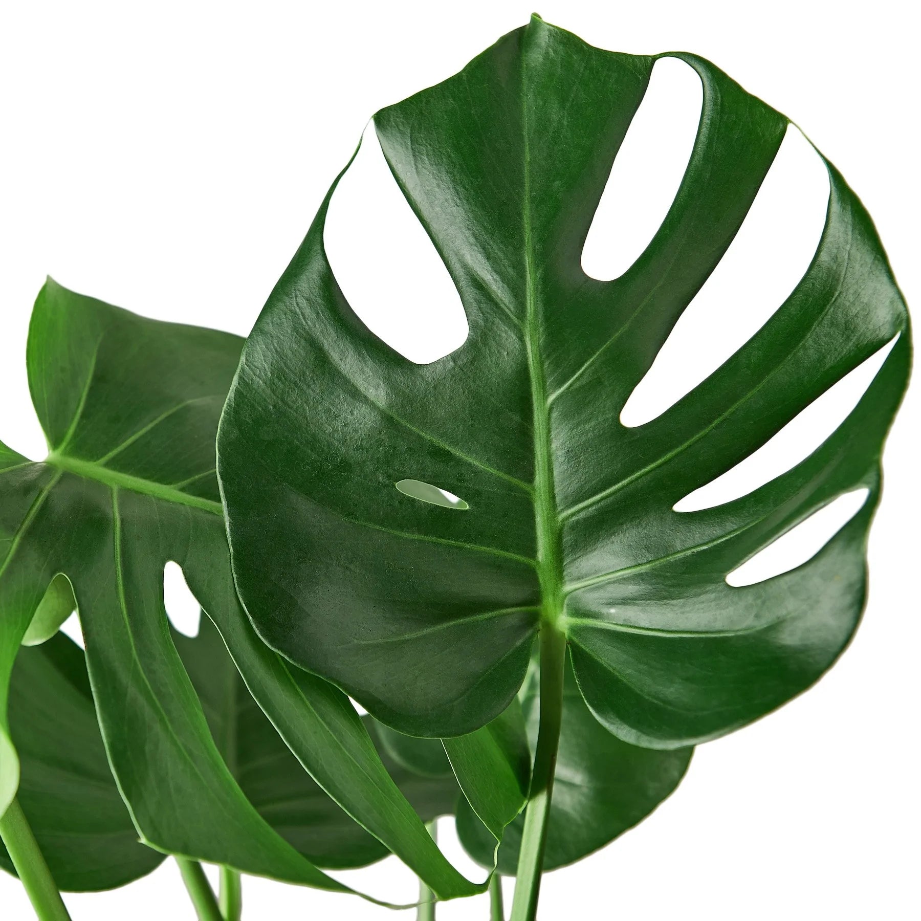 Philodendron Monstera Split-Leaf - Planty Love Co