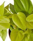 Philodendron 'Neon' - Planty Love Co