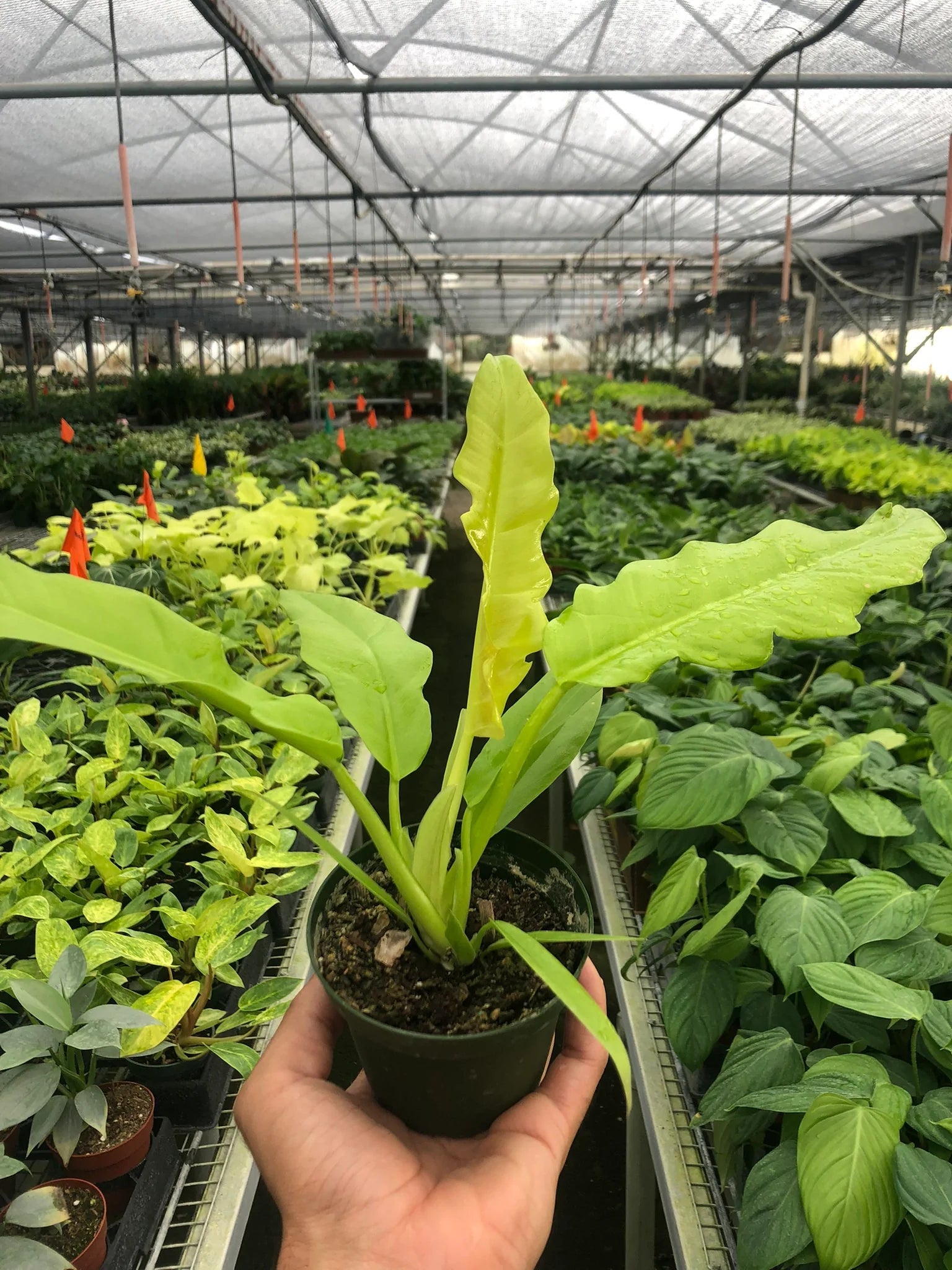 Philodendron 'Ring of Fire Gold' - Planty Love Co