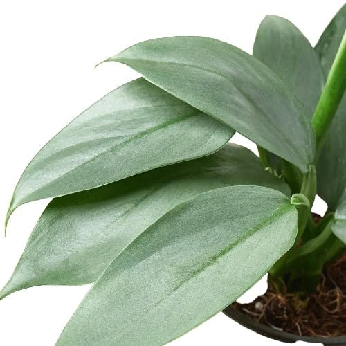 Philodendron 'Silver Sword' - Planty Love Co