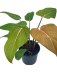 Philodendron 'Summer Glory' - Planty Love Co