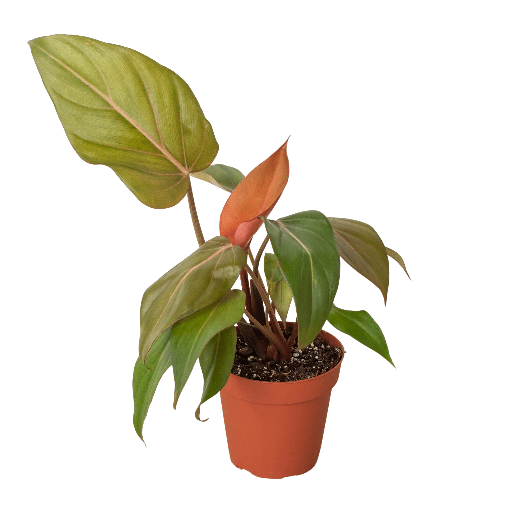 Philodendron 'Summer Glory' - Planty Love Co