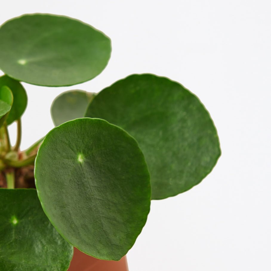 Pilea Peperomioides 'Chinese Money' - Planty Love Co