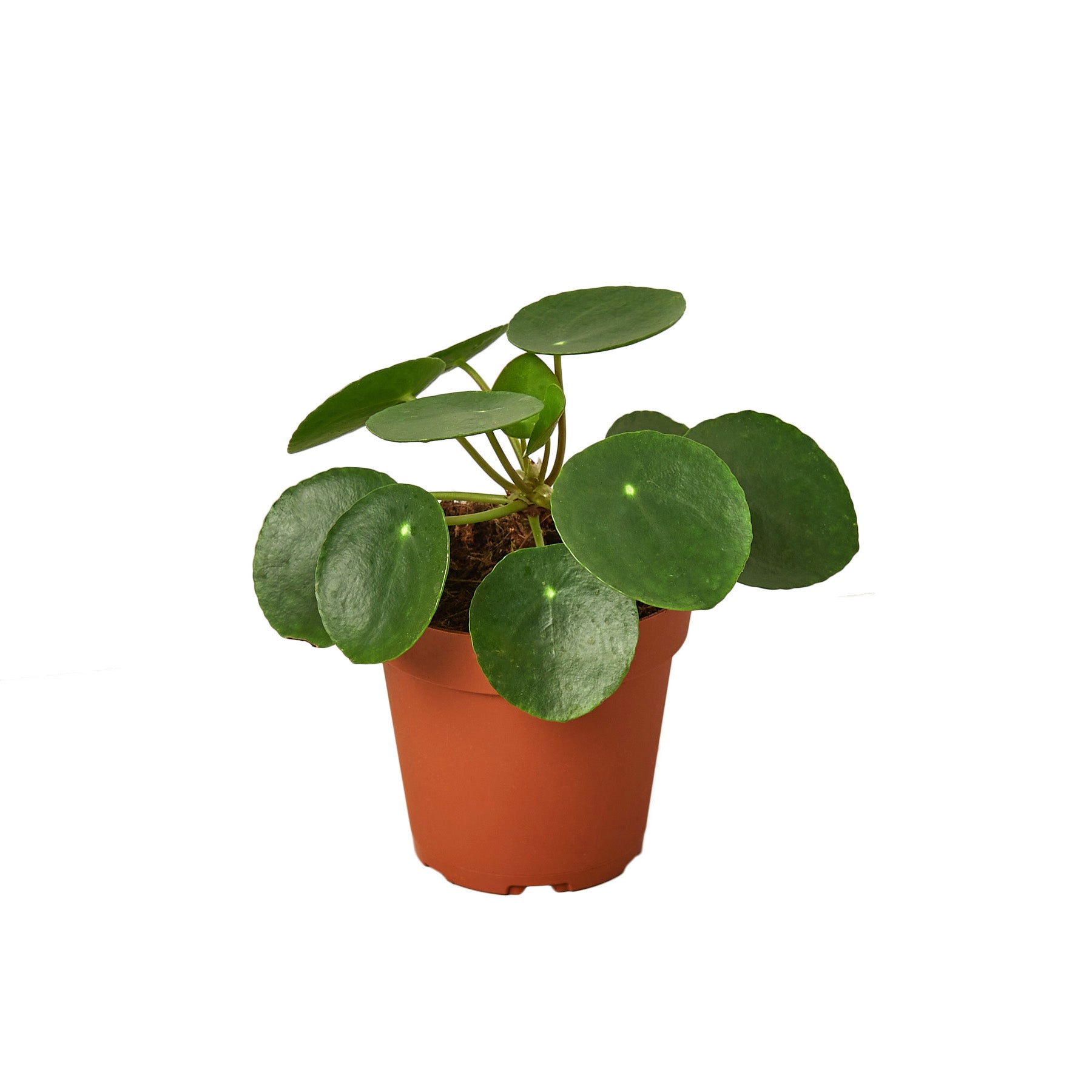 Pilea Peperomioides 'Chinese Money' - Planty Love Co