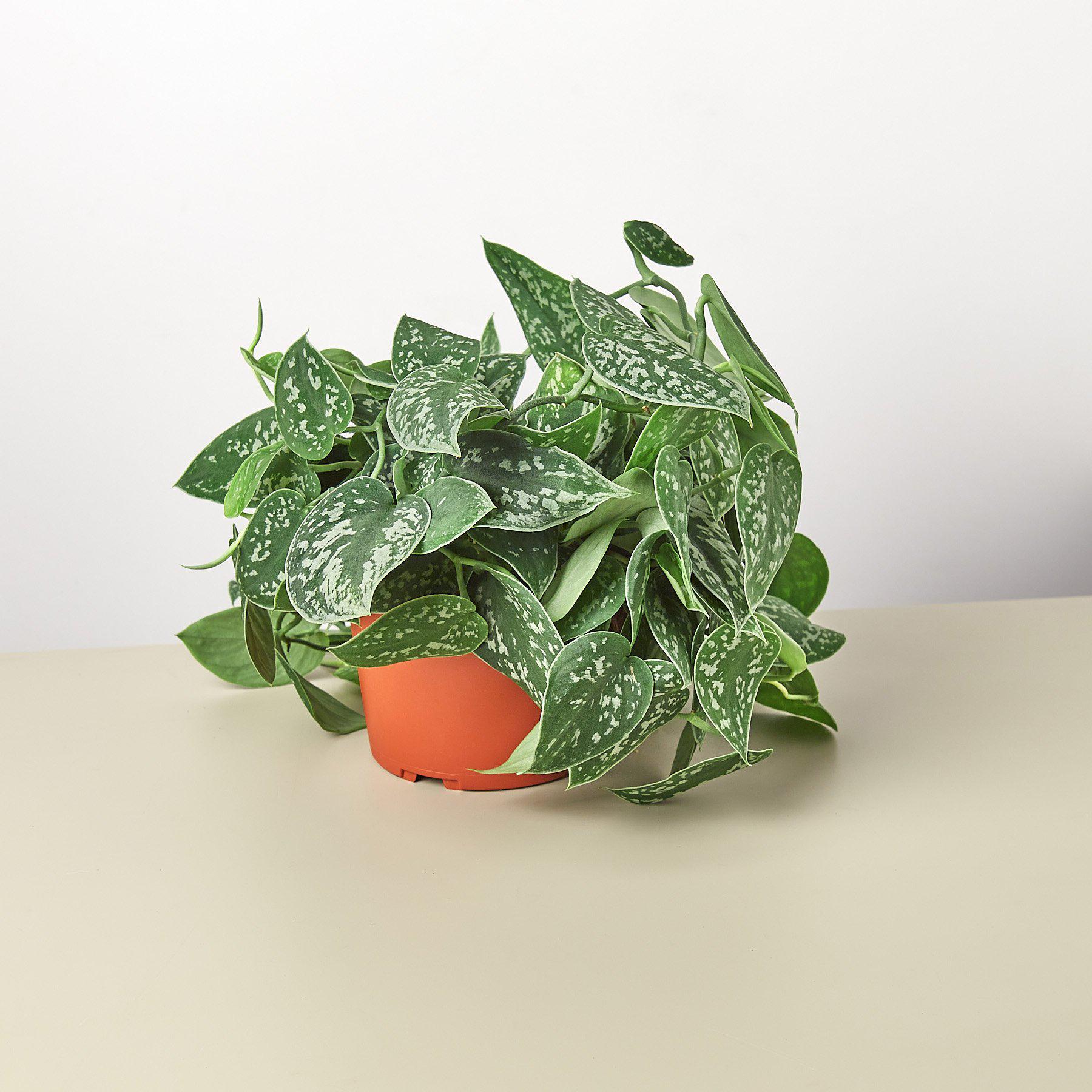 Pothos 'Satin' - Planty Love Co