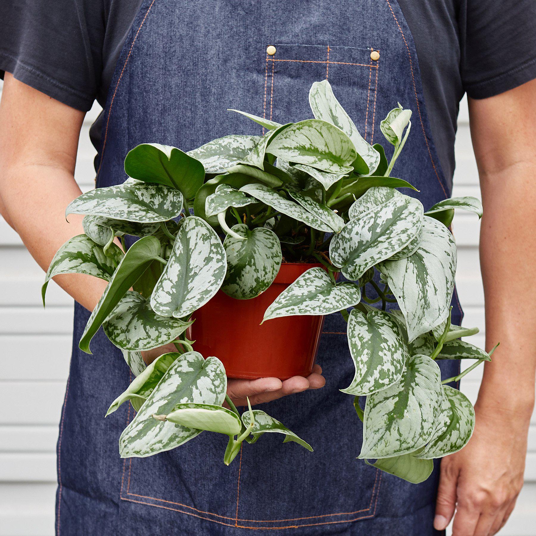 Pothos 'Satin' - Planty Love Co