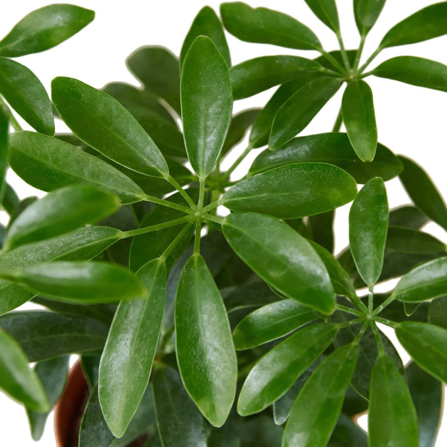 Schefflera Arboricola 'Umbrella' - Planty Love Co