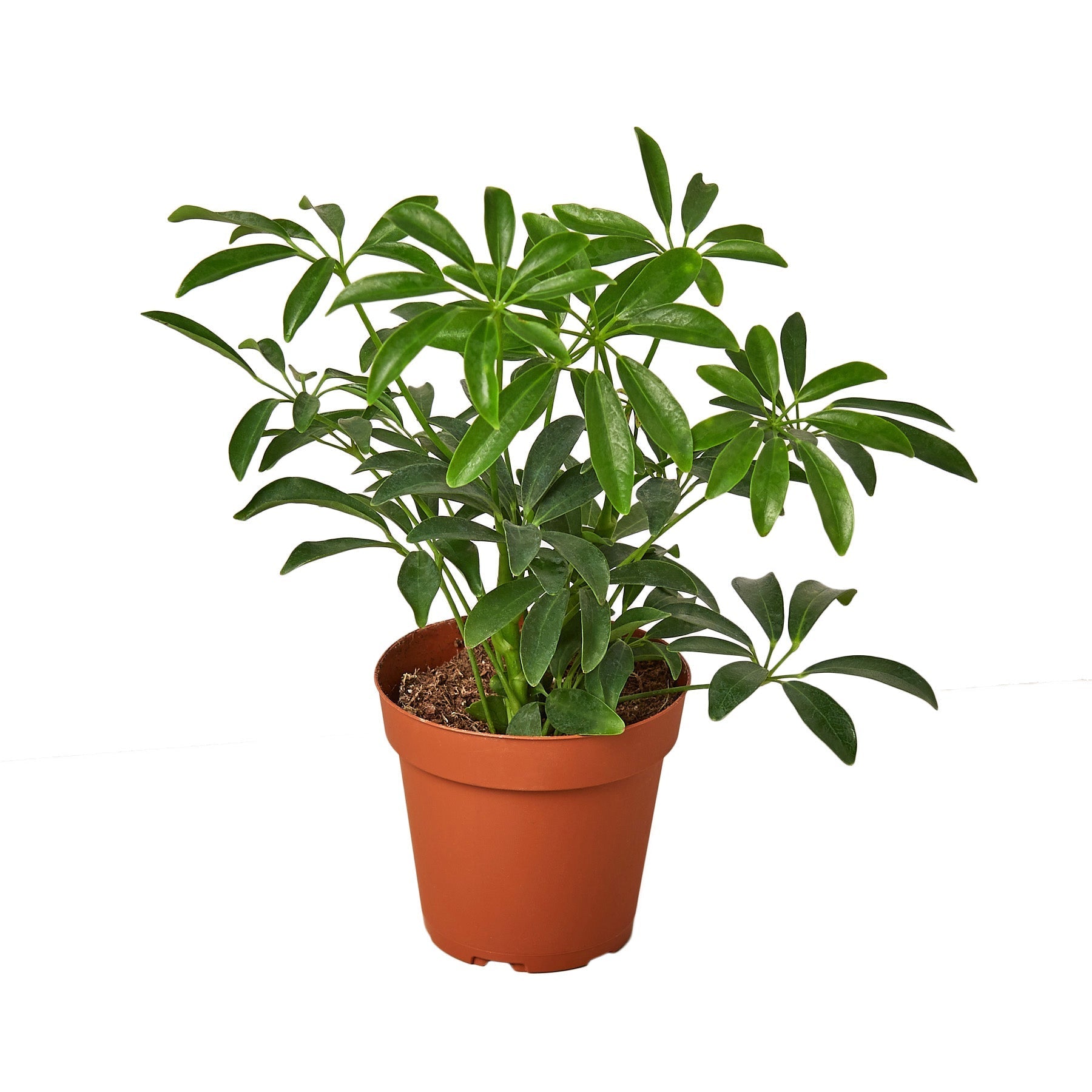 Schefflera Arboricola 'Umbrella' - Planty Love Co