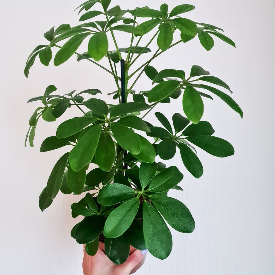 Schefflera Arboricola 'Umbrella' - Planty Love Co