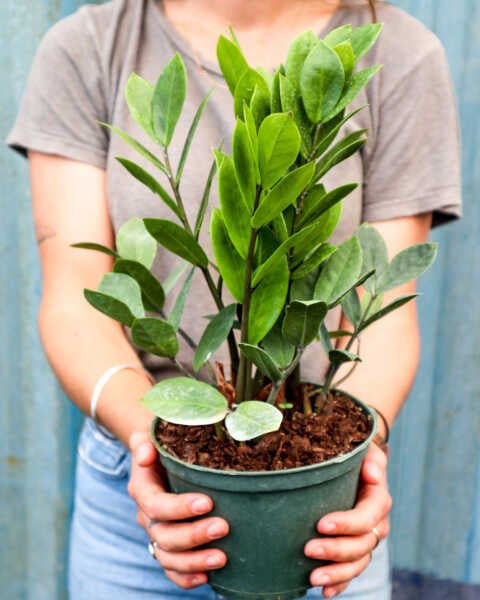 Zamioculcas Zamiifolia ZZ - Planty Love Co