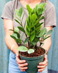 Zamioculcas Zamiifolia ZZ - Planty Love Co