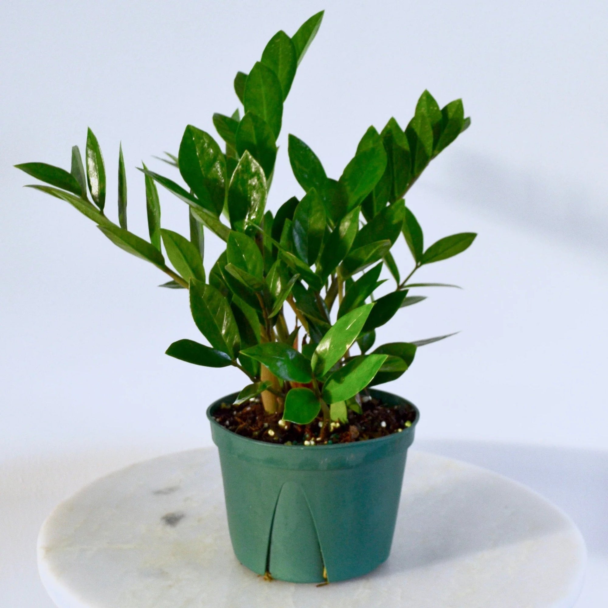 Zamioculcas Zamiifolia ZZ - Planty Love Co