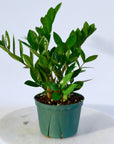 Zamioculcas Zamiifolia ZZ - Planty Love Co